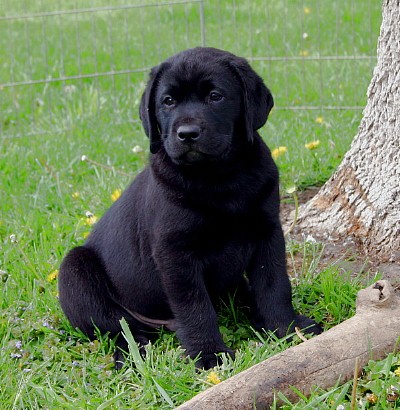 golden retriever mixed with labrador. lab/golden retriever mix.